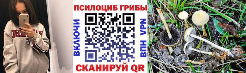 где купить наркотик Александровск Псилоцибиновые грибы мицелий